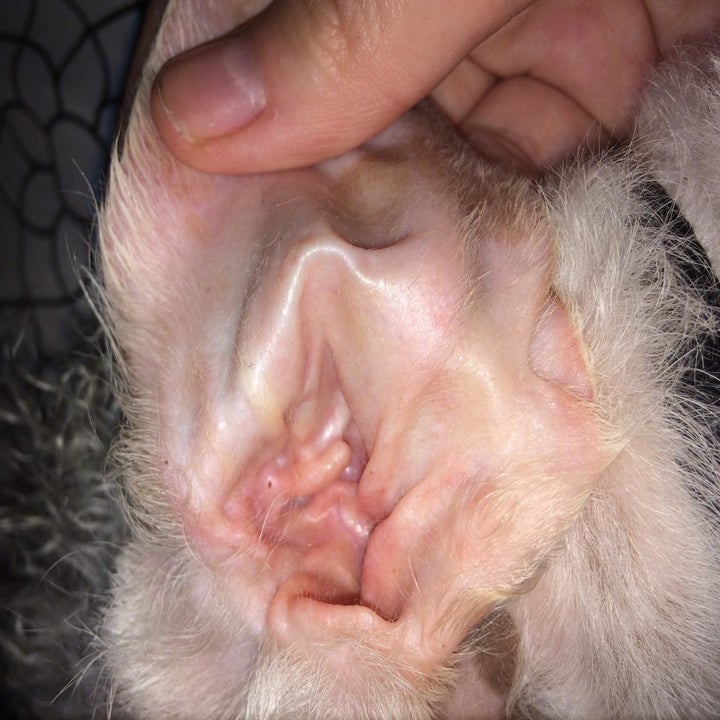 same reviewer showing their pet's ear completely clean after using Zymox