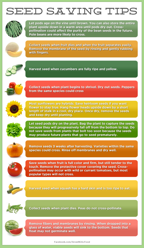 Vegetable Cross Pollination Chart