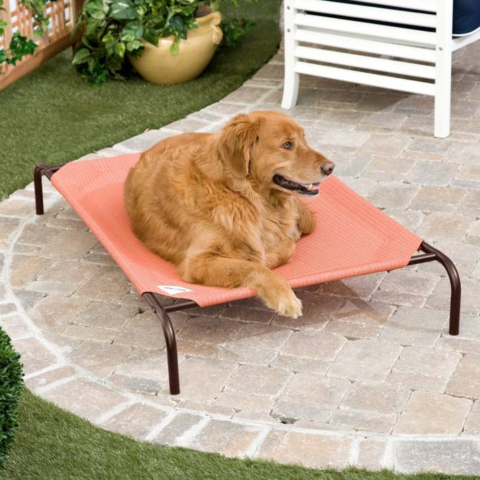 26 Surprisingly Inexpensive Pet Supplies From Walmart