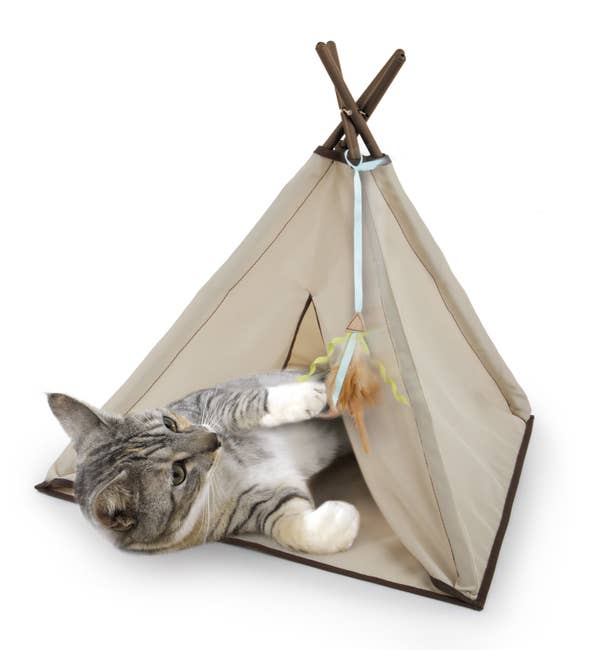 26 Surprisingly Inexpensive Pet Supplies From Walmart