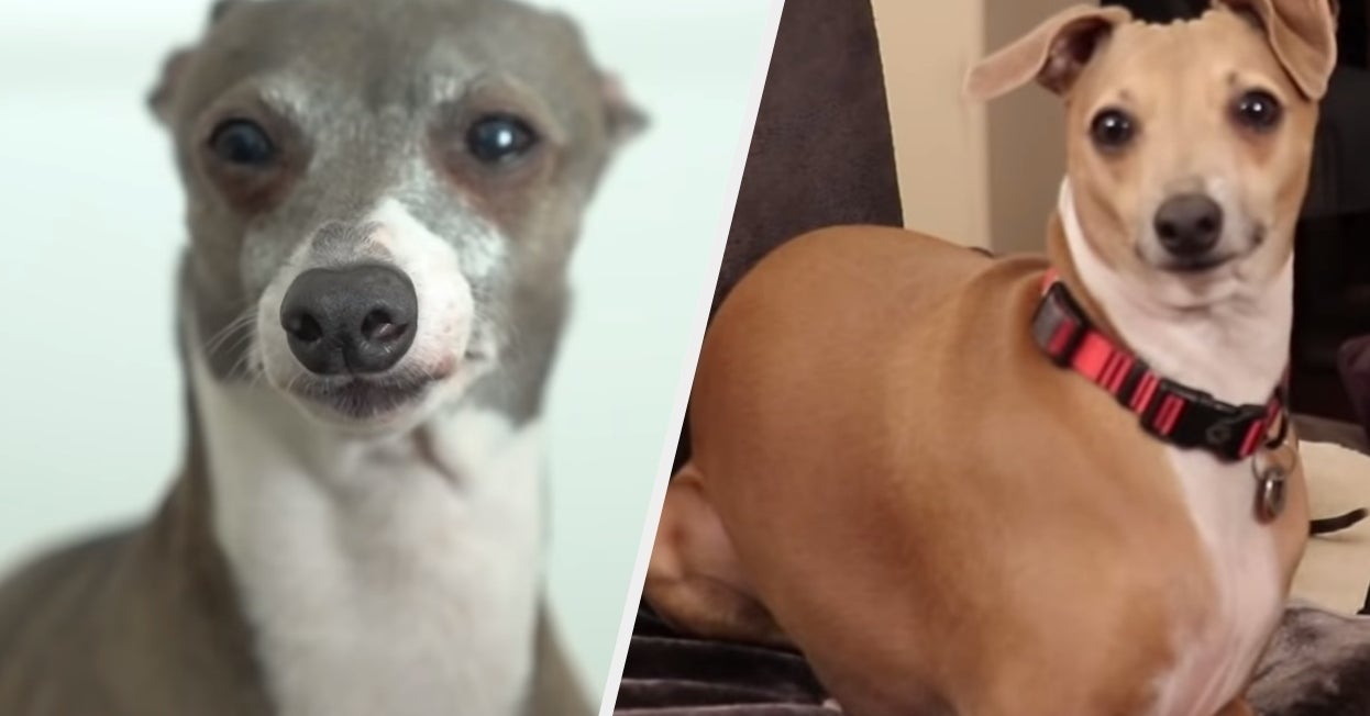 Quiz Which Of Jenna Marbles' Dogs Are You?