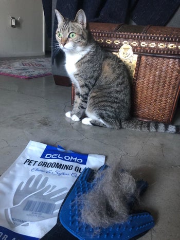 cat poses with glove and large clump of fur