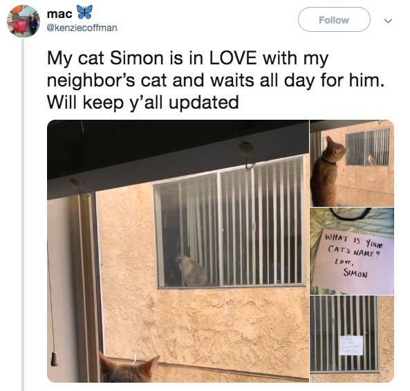 19 Cat And Dog Tweets That Prove The World Isn T The Dumpster Fire