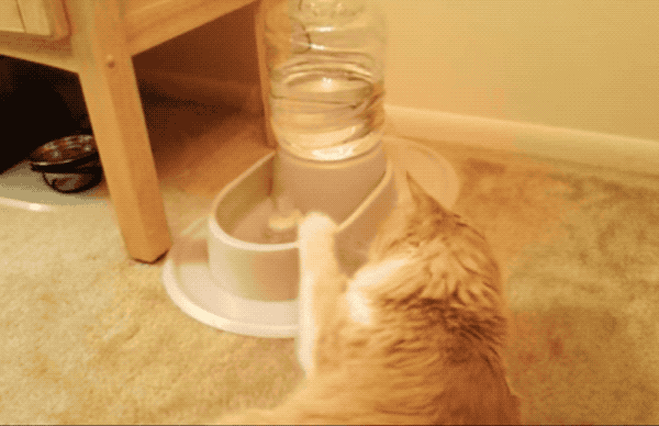 16 Cats And Dogs That May Seem Lazy, But Are Actually Geniuses