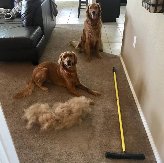 reviewer image of two dogs sitting on carpet next to a mound of fur swept up the the rubber broom