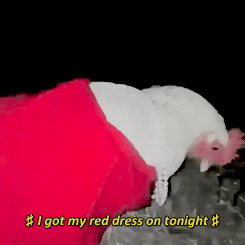 red dress on tonight vine