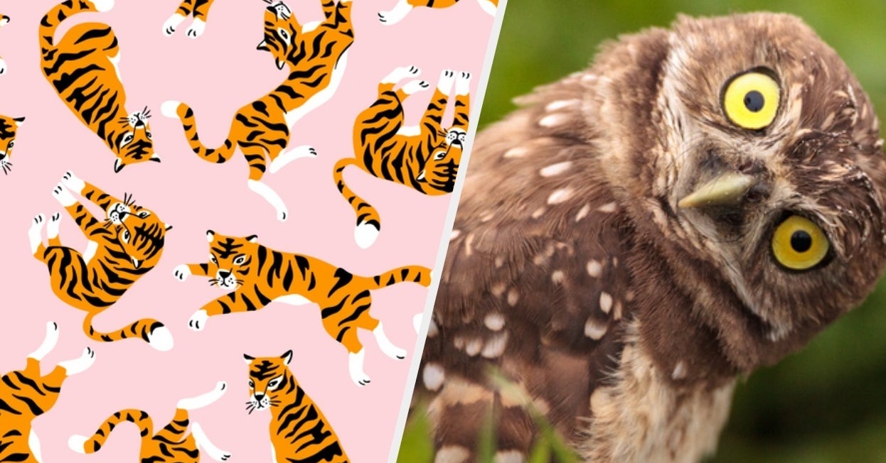 Quiz: Which Animal Are You?