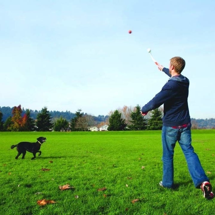 27 Actually Smart Pet Purchases You Can Make At Walmart