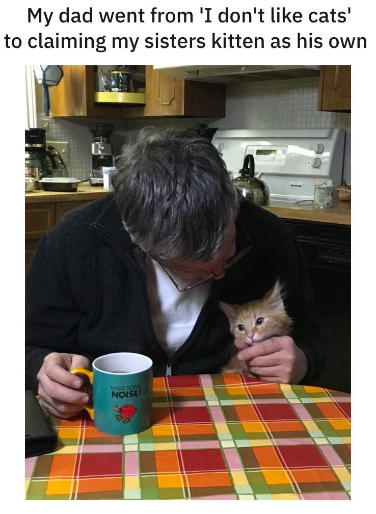 19 Dads Who Didn T Want A Cat And Came Around Real Fast