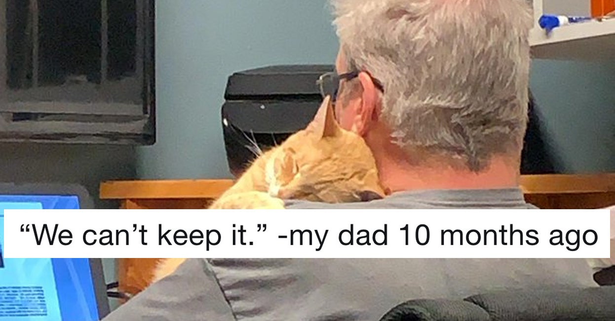 19 Dads Who Didn't Want A Cat And Came Around Real Fast