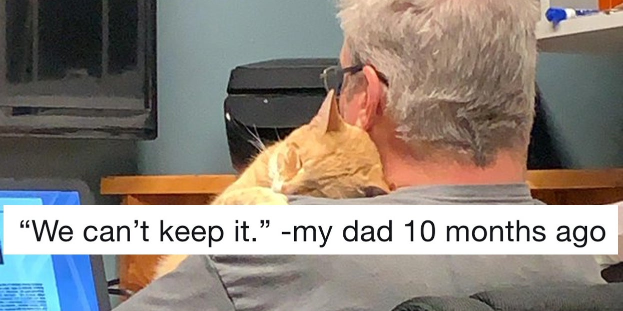 19 Dads Who Didn T Want A Cat And Came Around Real Fast