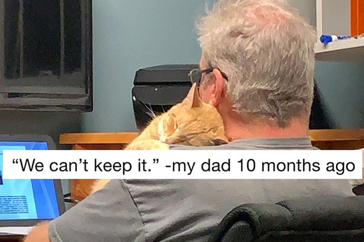 19 Dads Who Didn T Want A Cat And Came Around Real Fast