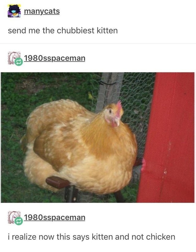 Tumblr Posts About Chickens That'll Make You Laugh