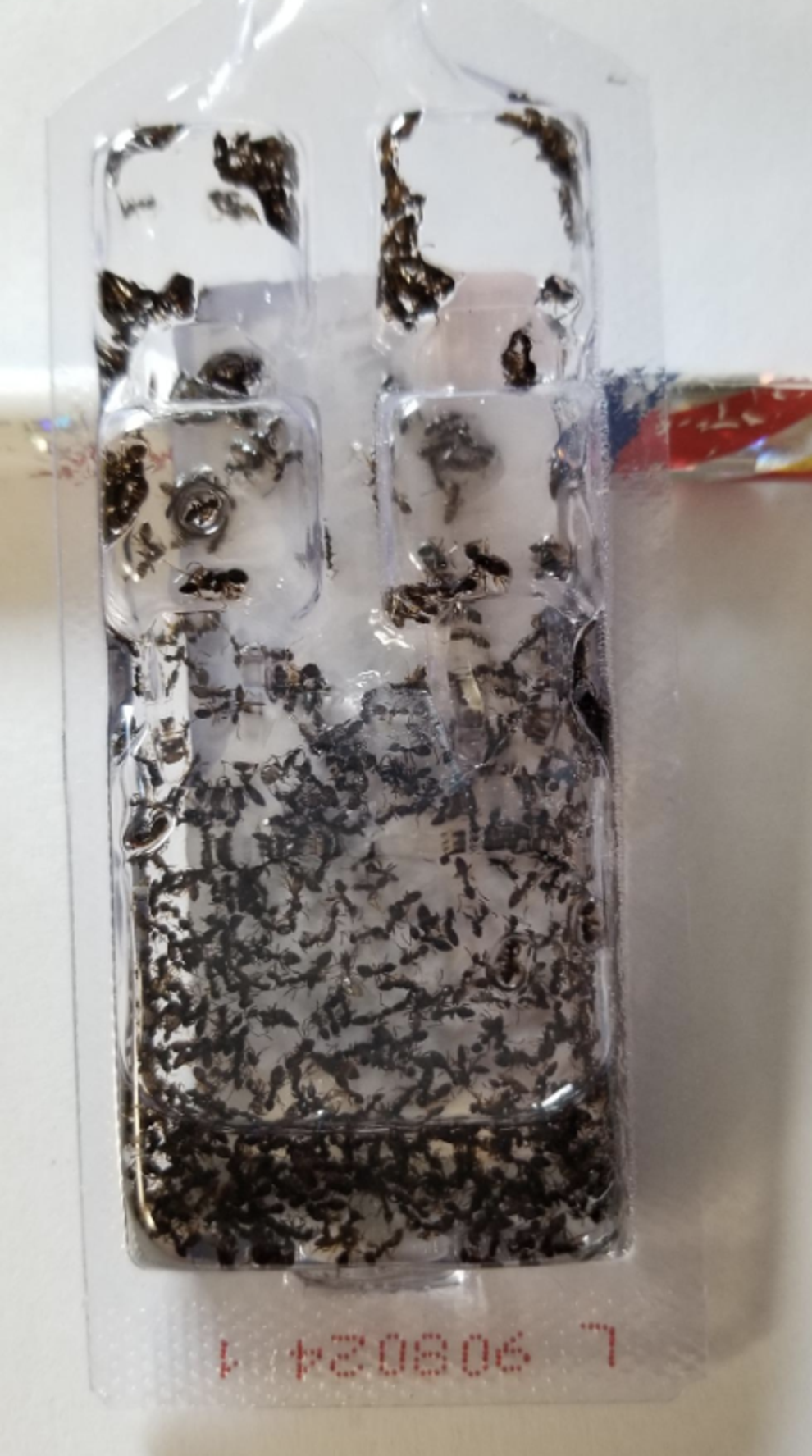 Terro Liquid Ant Bait Traps Do They Work 