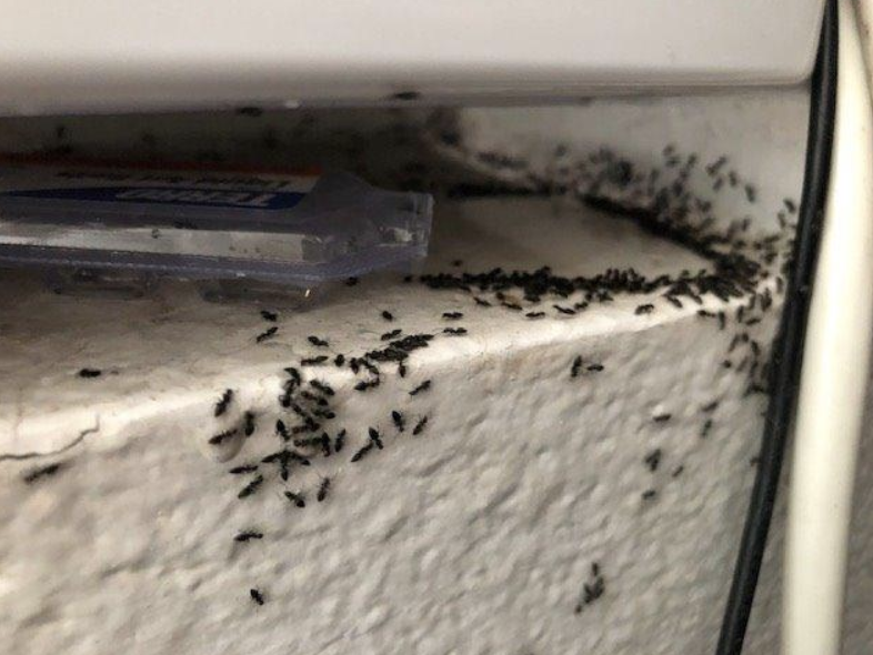 Rid Your House Of A Summer Infestation With Terro Liquid Ant Bait
