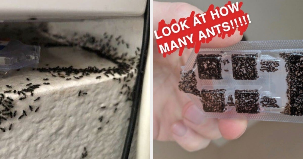 I'm Gagging, But You'll Never Believe How Effective This Ant Trap Is