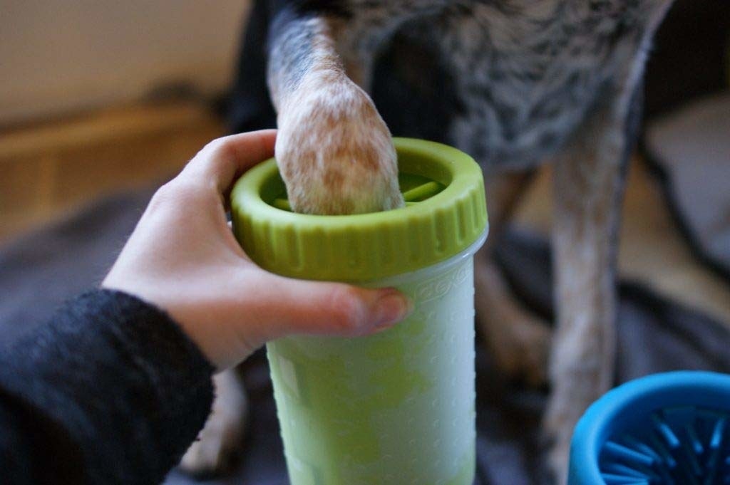 Model holds the pint-glass size washer, which has interior silicone brushes, while a dog dips their paw into it
