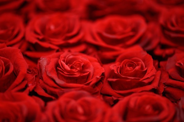 Quiz Which The Bachelorette Contestant Is Your Dream Man