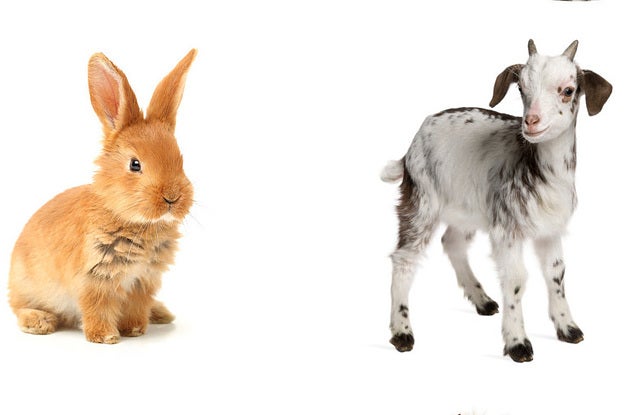 Most People Can't Identify The Baby Animals On This Picture — Can You?