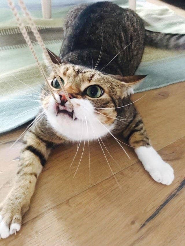 The Best Cat Posts From This Week June 21 2019