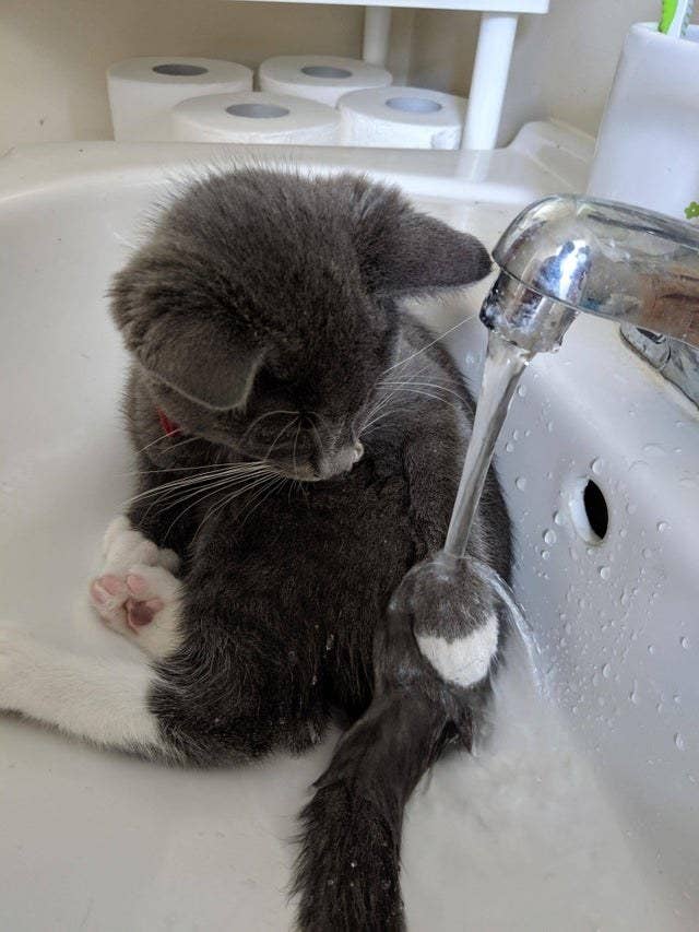 The Best Cat Posts From This Week June 21 2019