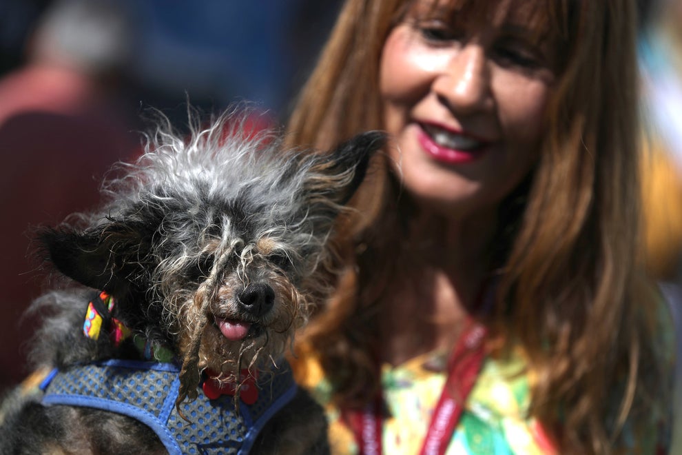 世界で最も醜い犬コンテスト 今年の優勝犬はスキャンプ ザ トランプくん
