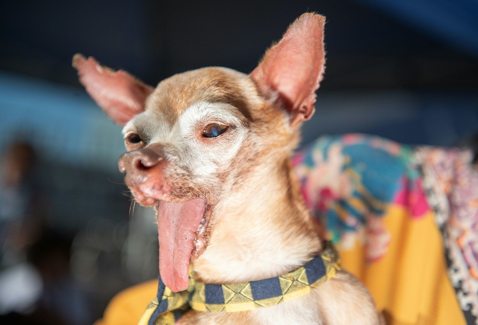 世界で最も醜い犬コンテスト 今年の優勝犬はスキャンプ ザ トランプくん