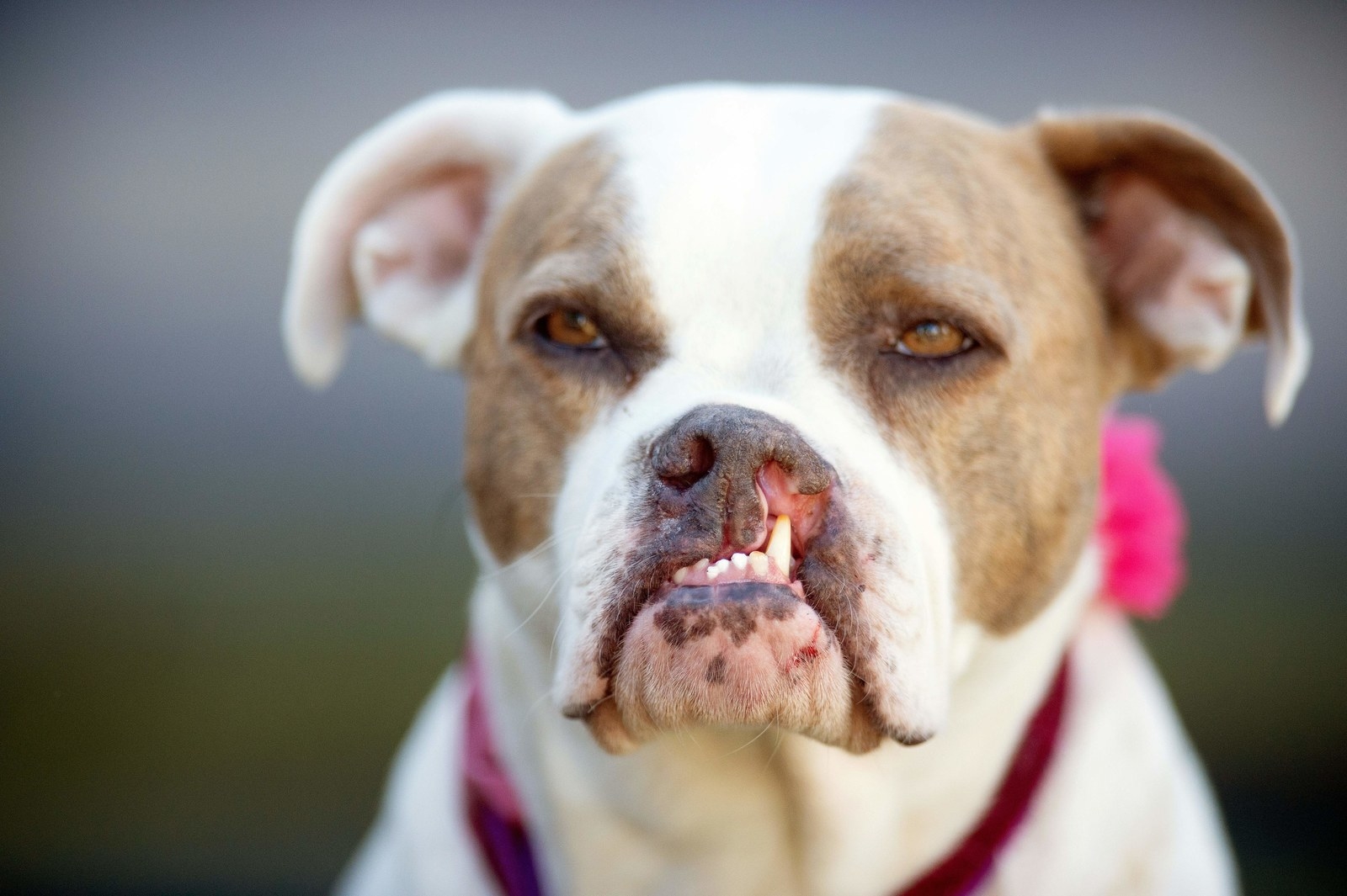 世界で最も醜い犬コンテスト 今年の優勝犬はスキャンプ ザ トランプくん