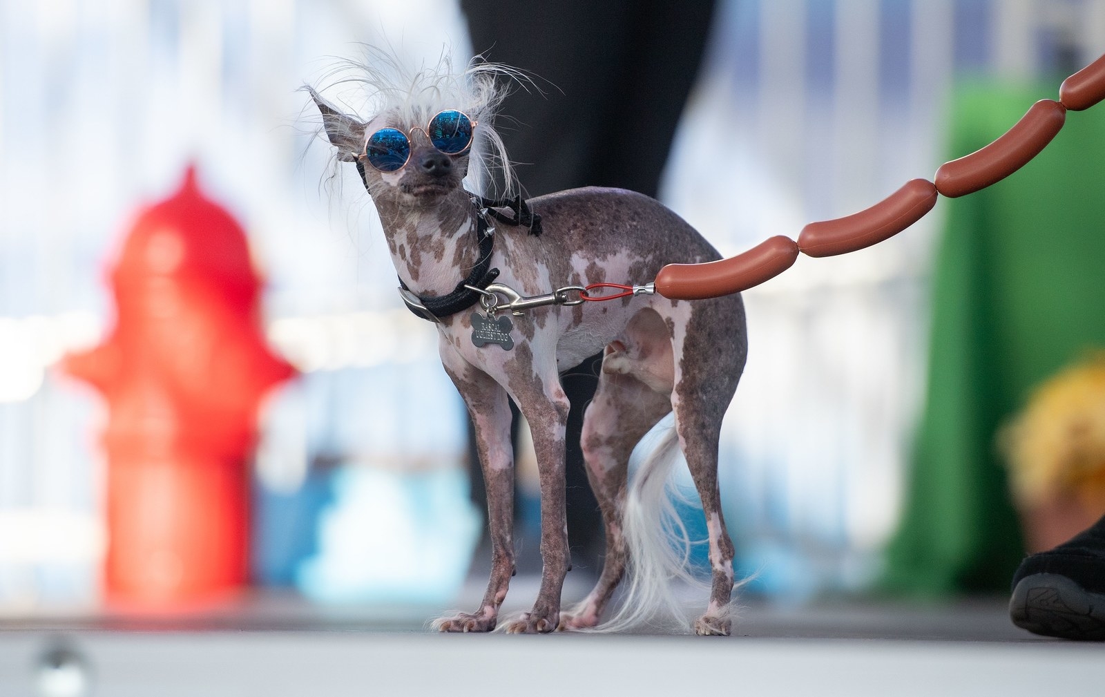 World's ugliest hot sale dog 2019