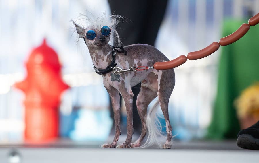 世界で最も醜い犬コンテスト 今年の優勝犬はスキャンプ ザ トランプくん