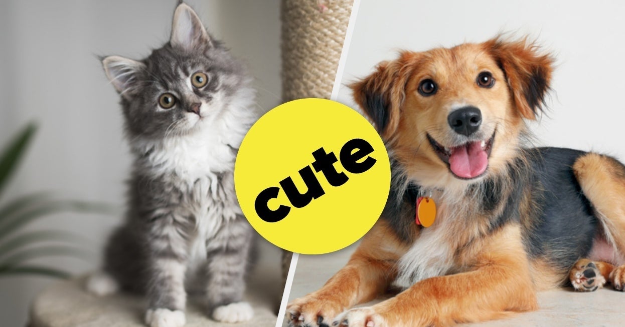 Quiz: Which Animal Are You?