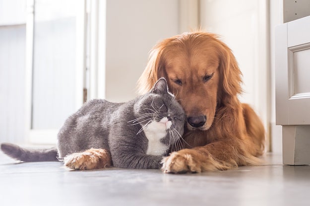 Are You More Like A Cat Or A Dog Based On Your Personality?