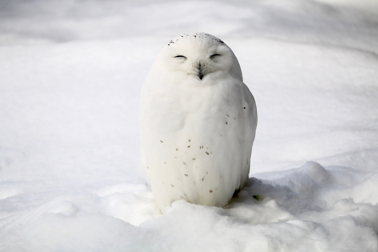 a white owl in snow