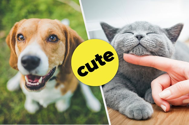 Should You Get A Dog Or Cat?