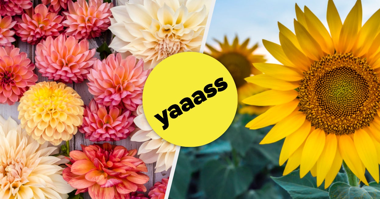 Quiz Which Flower Are You?