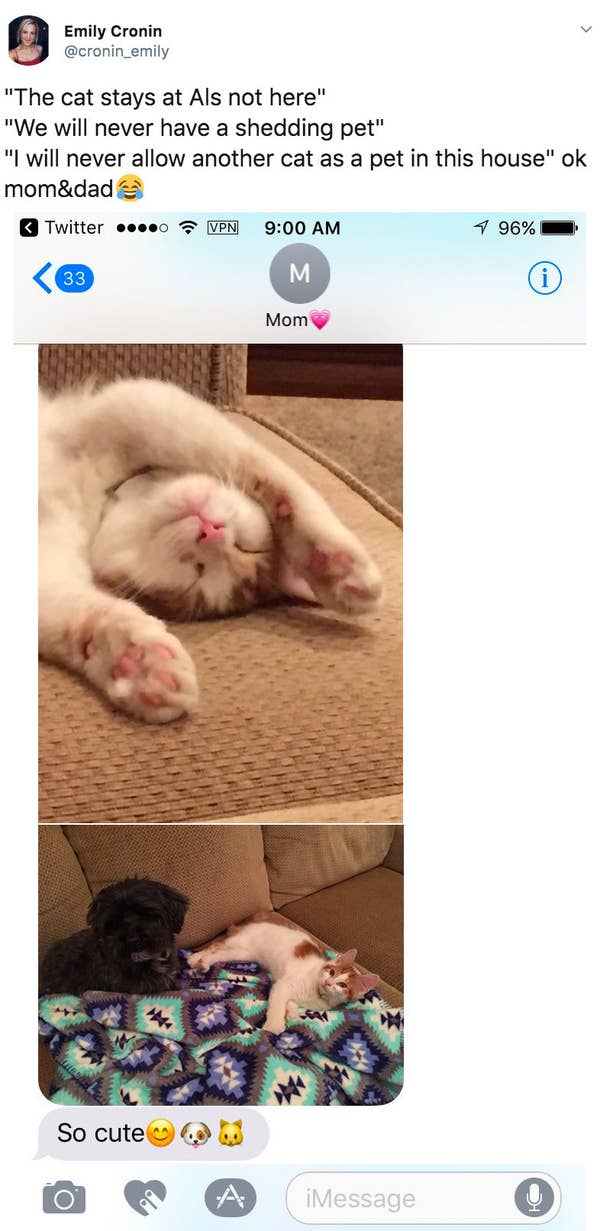 19 Reluctant Cat Moms Who Came Around Real Fast