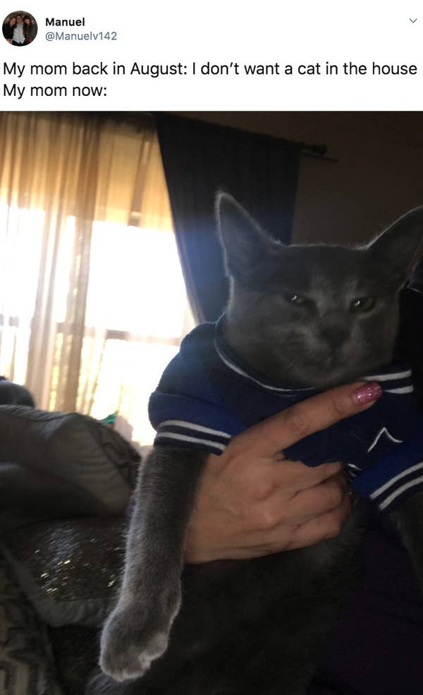 19 Reluctant Cat Moms Who Came Around Real Fast