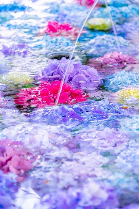 この時期 絶対にあじさいを観に行ってはいけない6つの理由 この時期 絶対にあじさいを観に行ってはいけない6つの理由