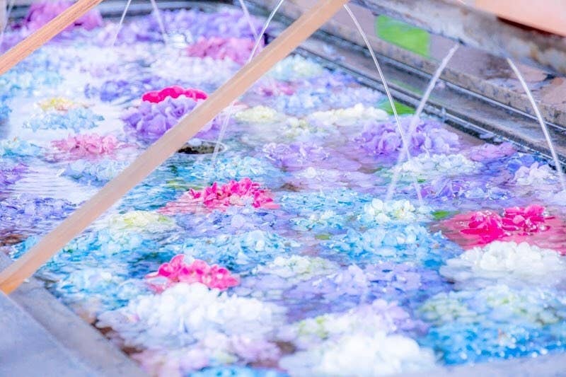 この時期 絶対にあじさいを観に行ってはいけない6つの理由