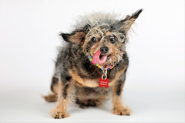 World's ugliest sales dog 2019