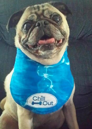 reviewer's pug wearing a blue chill out bandana