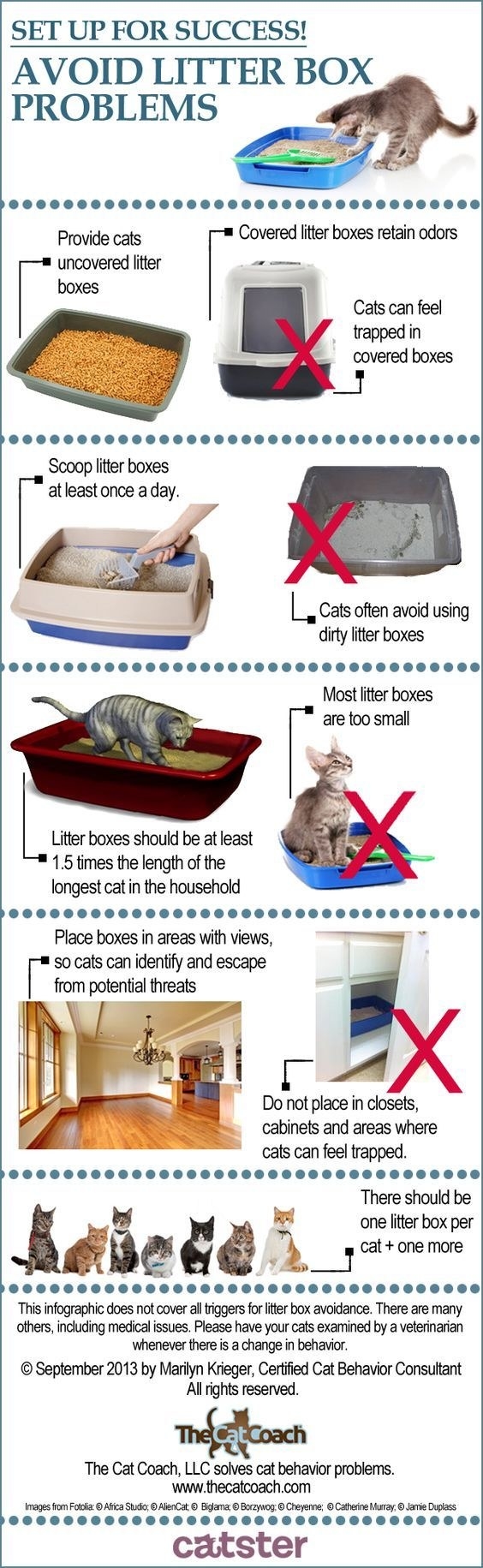 15 Helpful Cat Owner Cheatsheets For Anyone Who Just Got A New Cat 6613