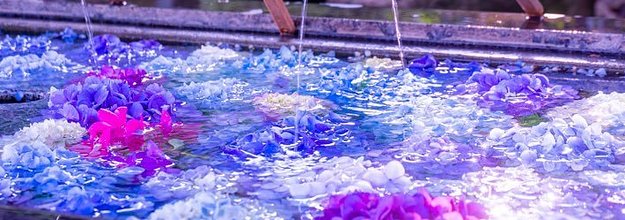 この時期 絶対にあじさいを観に行ってはいけない6つの理由