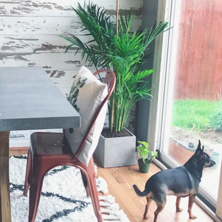A customer review photo of the plant next to their pup
