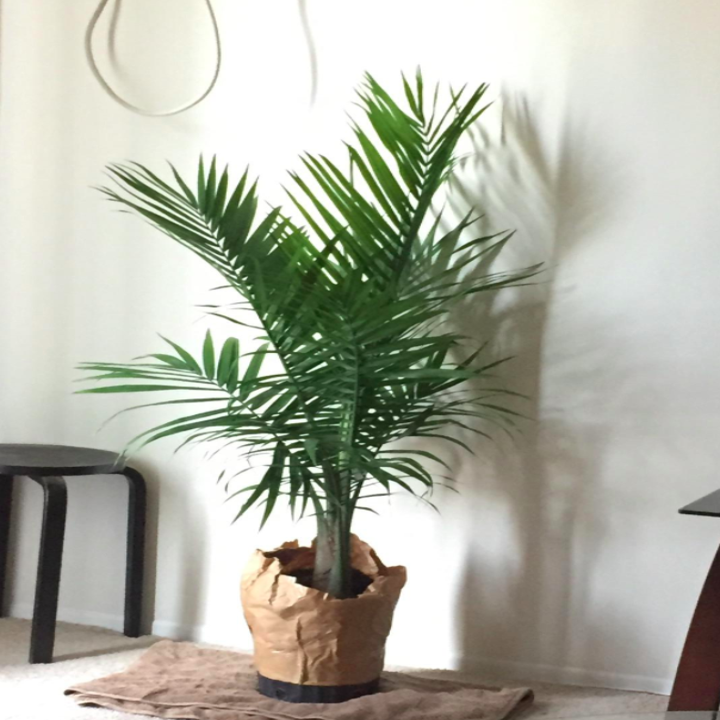 A customer review photo of the plant in their house