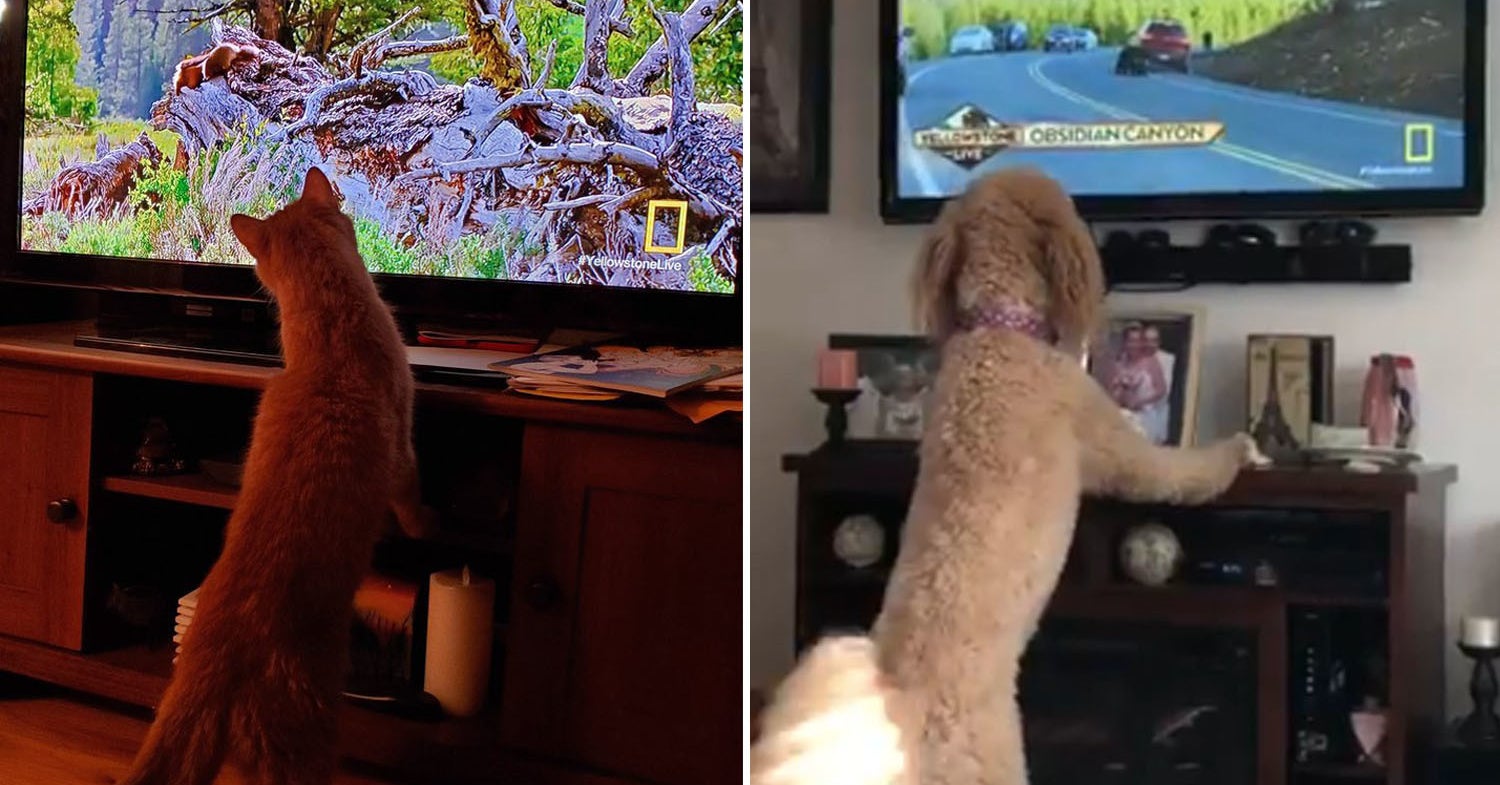Pets Everywhere Are Loving "Yellowstone Live"