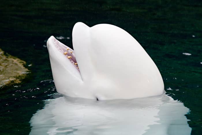 beluga cat face reveal