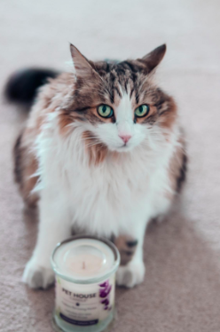 reviewer pic of cat with a candle