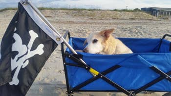 reviewer showing a blue beach wagon with a pirate flag and a dog in it