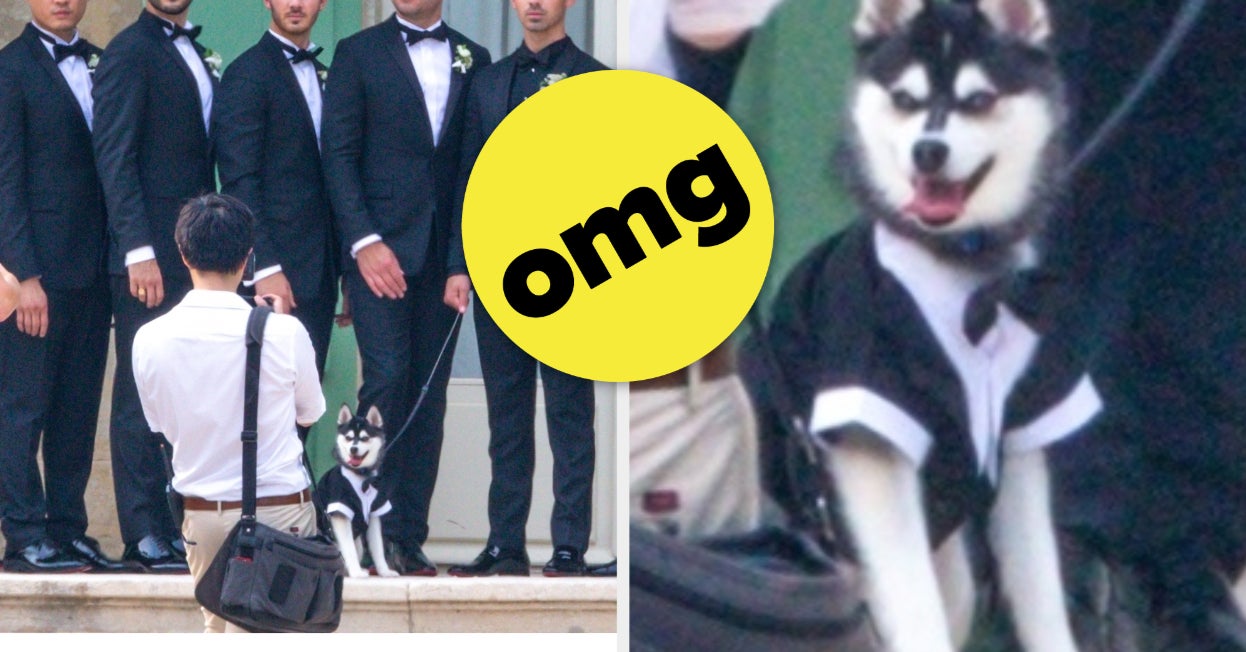 Why Yes, Sophie Turner And Joe Jonas's Dog DID Wear A Suit To Their Wedding - BuzzFeed